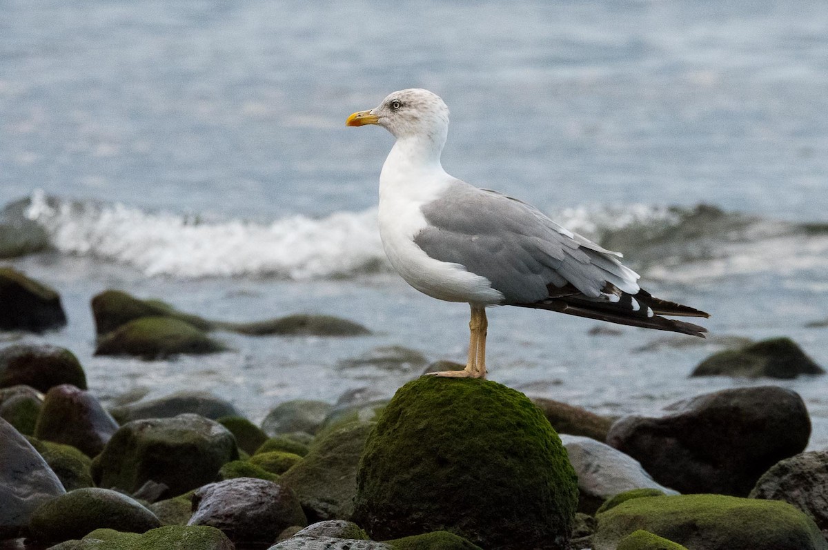 Yellow-legged Gull (atlantis) - ML205003141