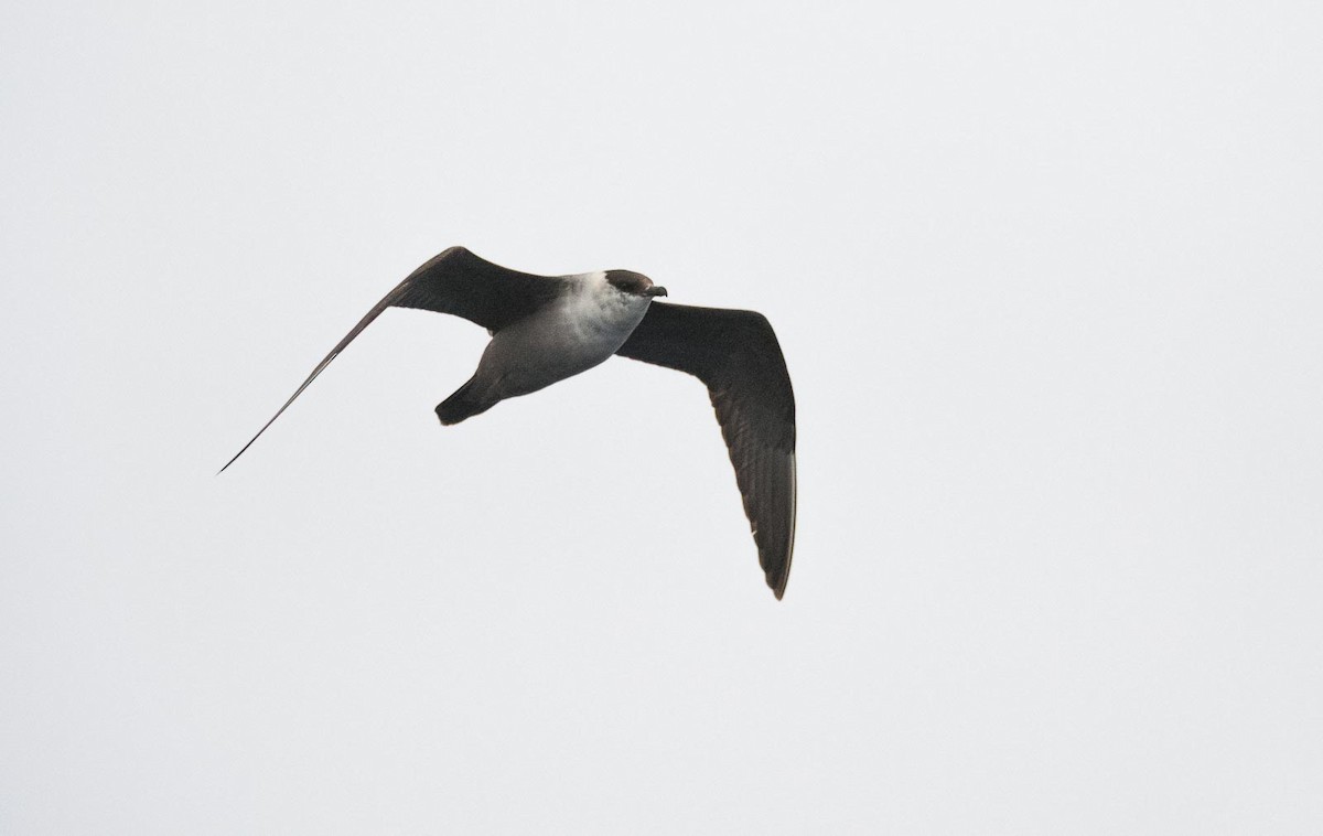 Long-tailed Jaeger - ML205003311