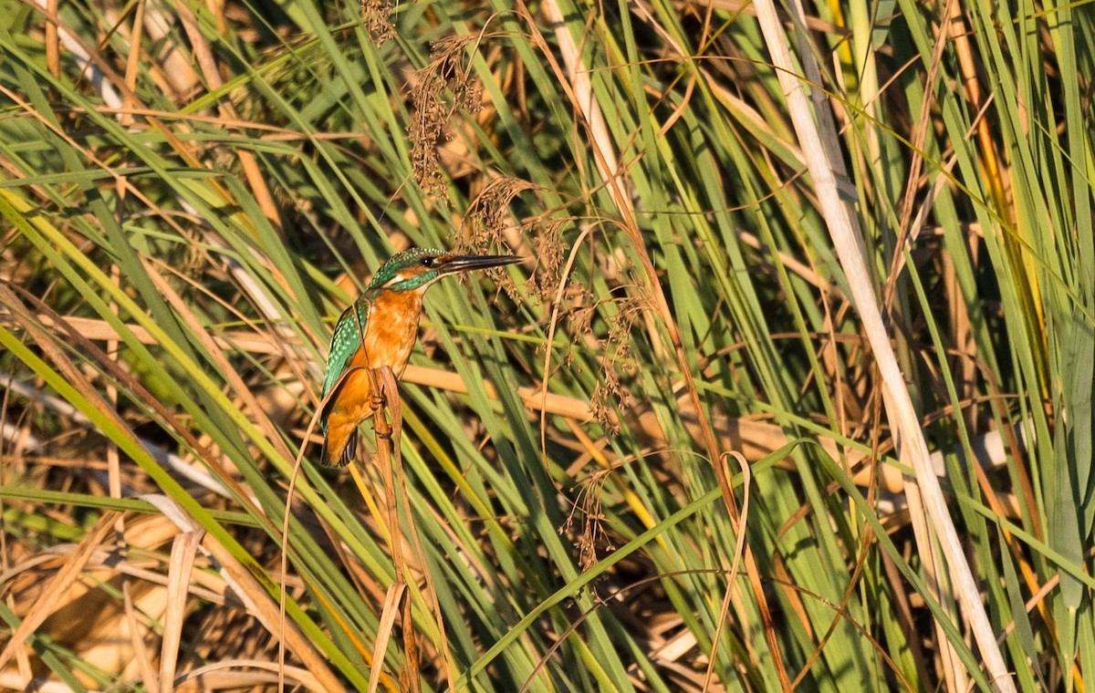 Common Kingfisher (Common) - Eric Francois Roualet