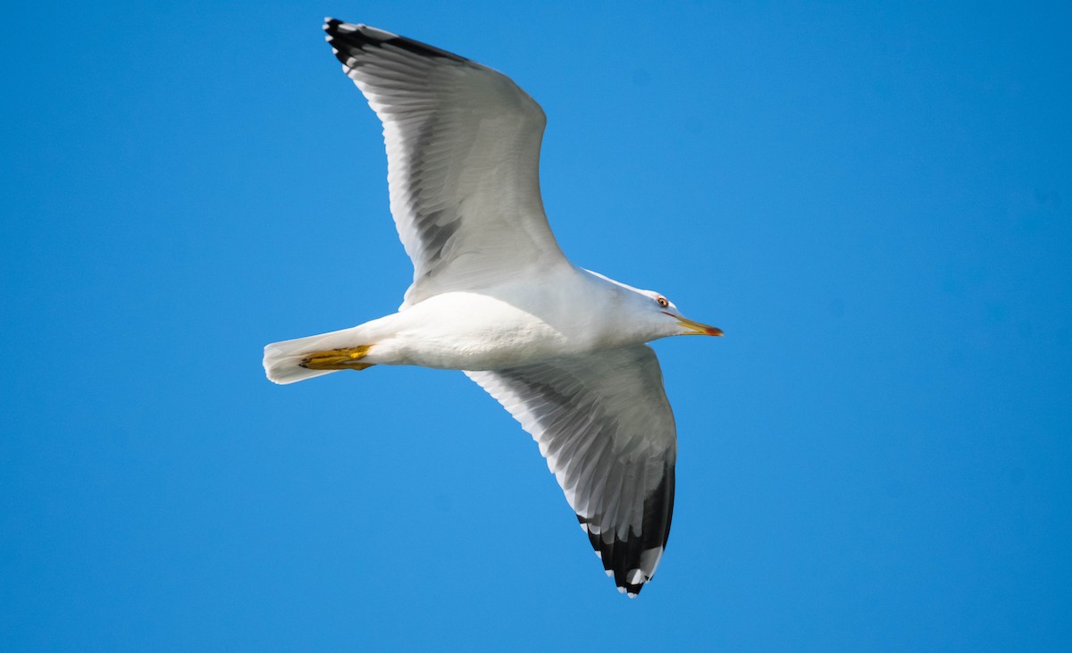 Yellow-legged Gull (michahellis) - ML205003651