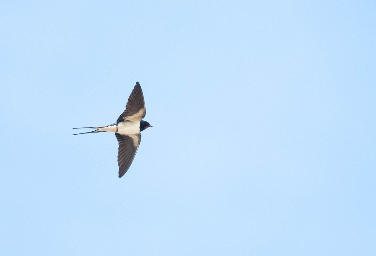 Barn Swallow (White-bellied) - Eric Francois Roualet