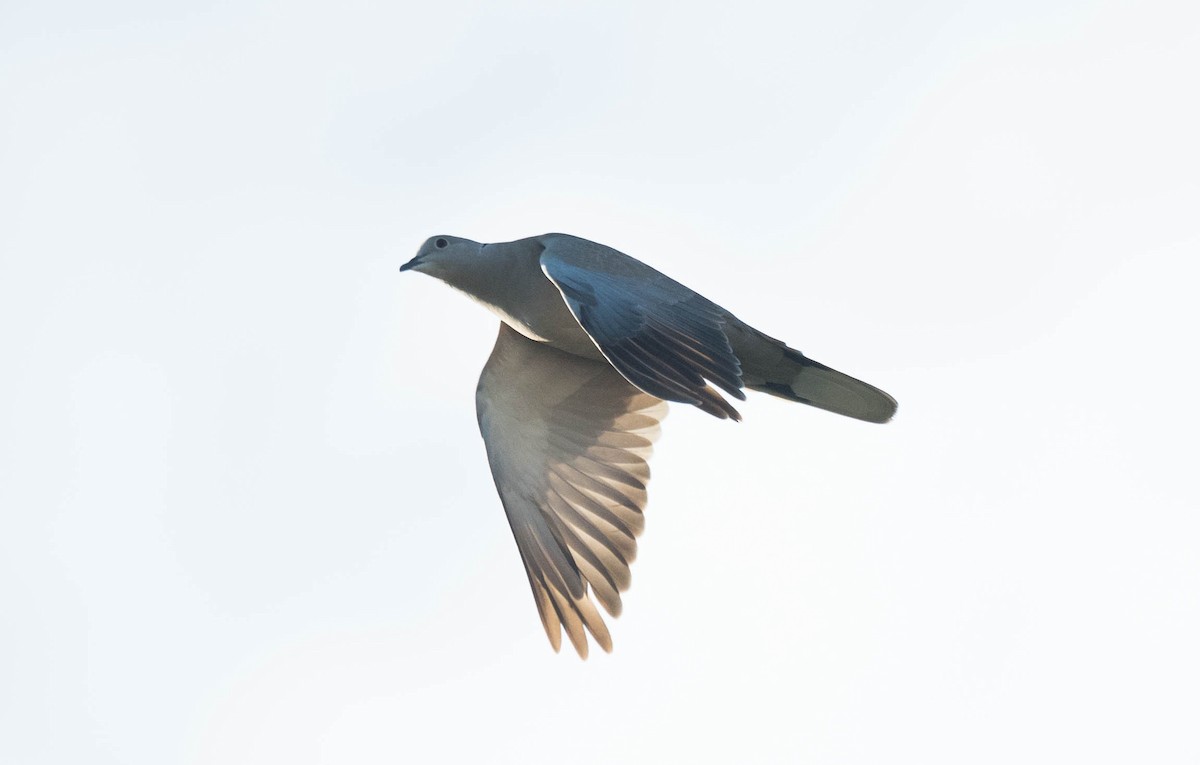 Eurasian Collared-Dove - Eric Francois Roualet