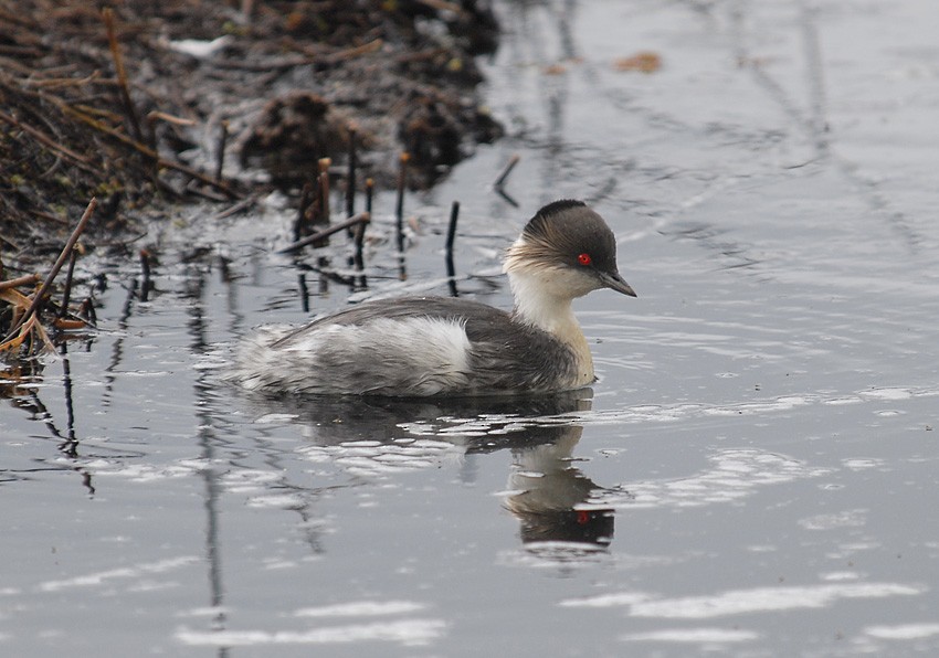 Silvery Grebe (Andean) - ML205005221