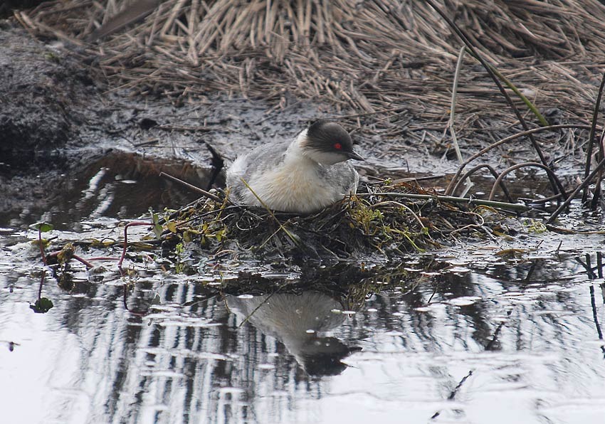 Silvery Grebe (Andean) - ML205005231