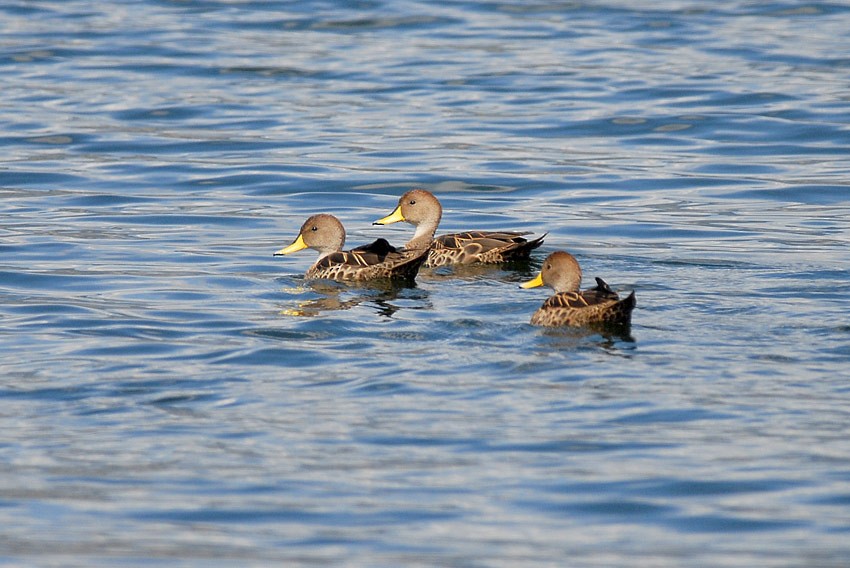 Yellow-billed Pintail (South American) - Roger Ahlman