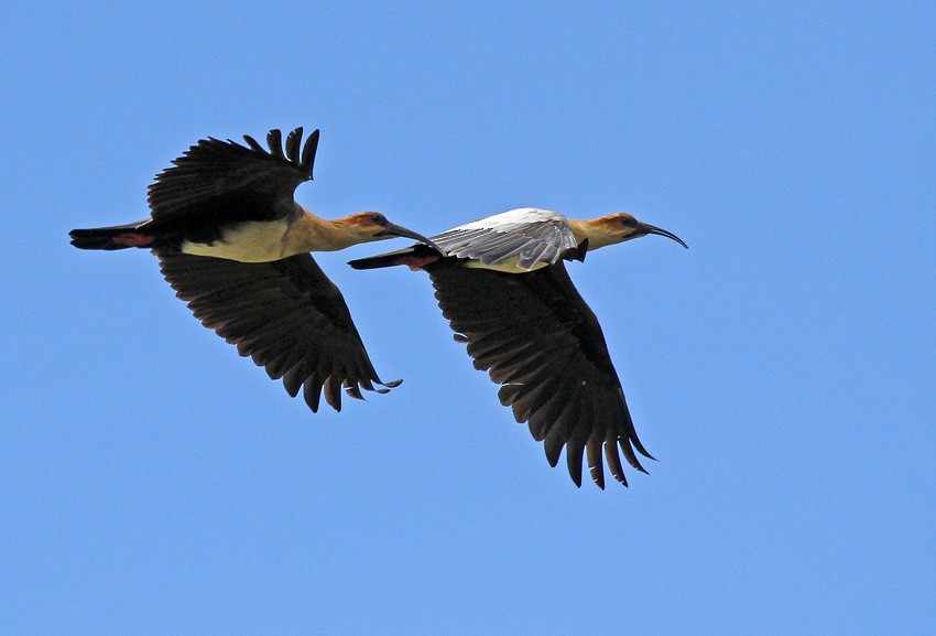 ibis šedokřídlý - ML205005311