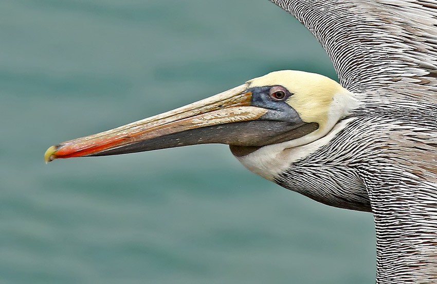 Brown Pelican (Southern) - Roger Ahlman