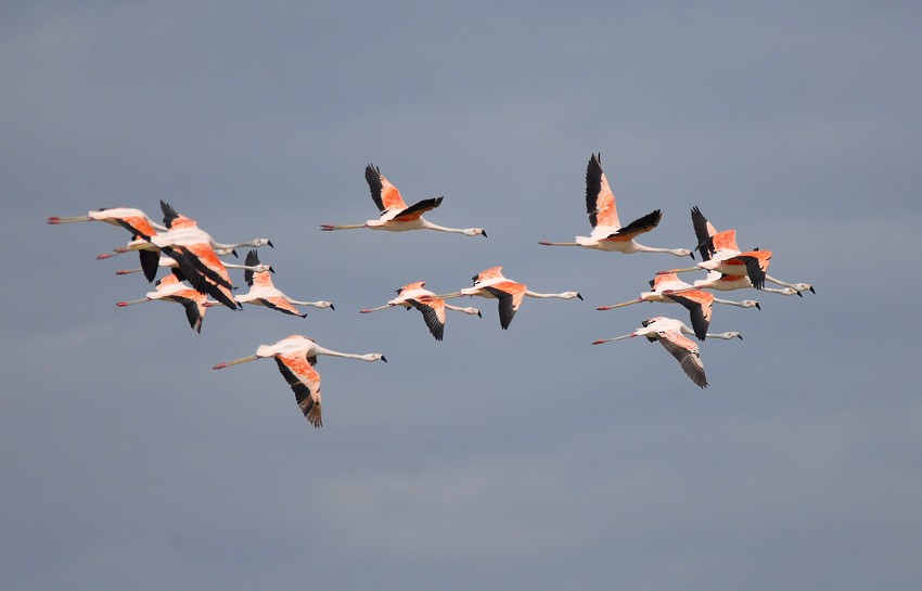 Chilean Flamingo - Roger Ahlman