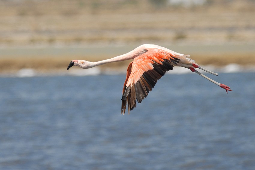 Chilean Flamingo - Roger Ahlman