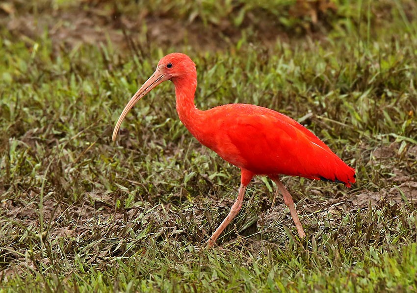 Scarlet Ibis - Roger Ahlman