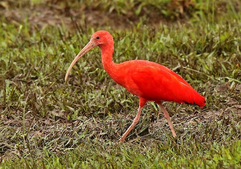 Scarlet Ibis - eBird