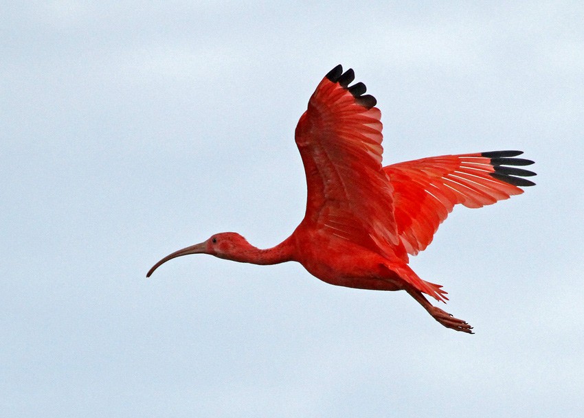 Scarlet Ibis - Roger Ahlman