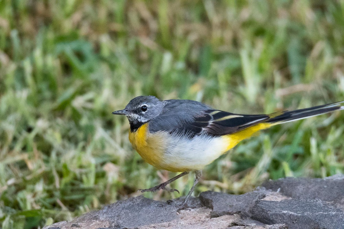 Gray Wagtail - Eric Francois Roualet