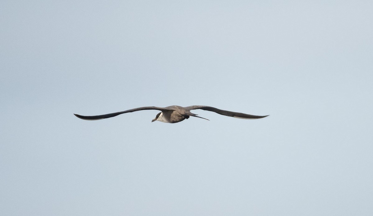 Long-tailed Jaeger - ML205005991