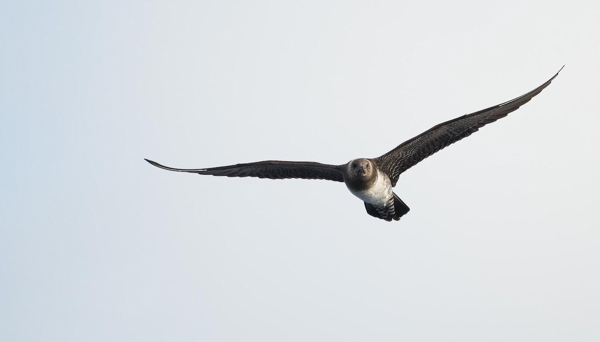 Long-tailed Jaeger - ML205006061