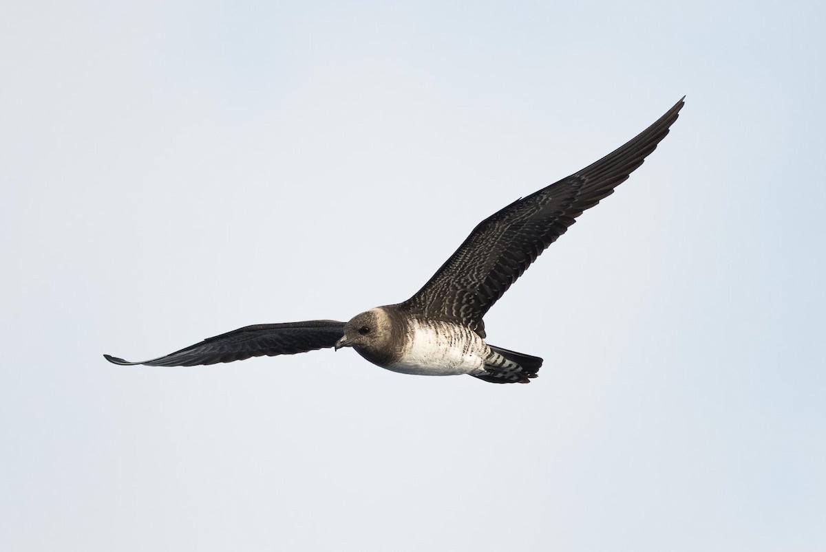 Long-tailed Jaeger - Eric Francois Roualet