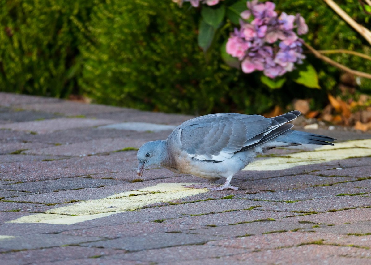 Pigeon ramier (groupe palumbus) - ML205006151