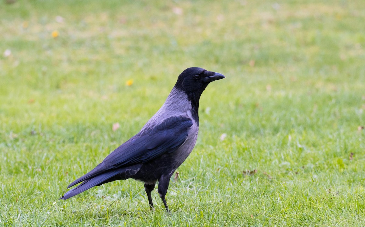 Carrion x Hooded Crow (hybrid) - ML205006371