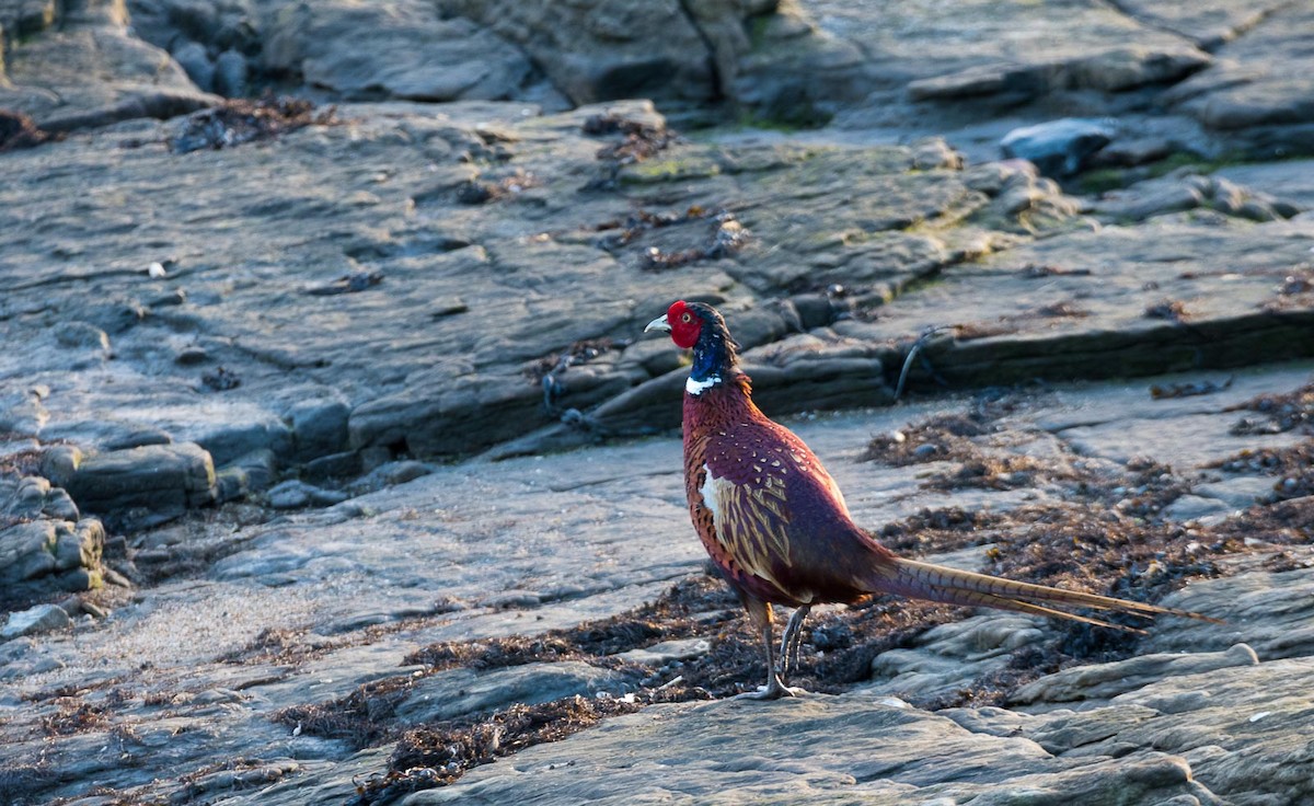 Ring-necked Pheasant - Eric Francois Roualet