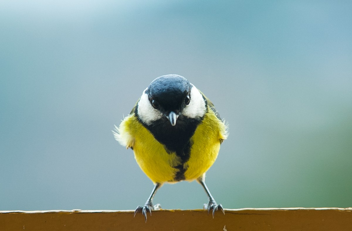 Great Tit (Great) - Eric Francois Roualet