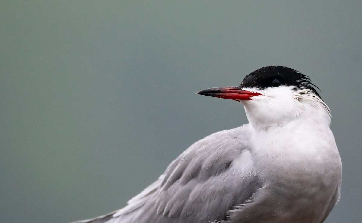 Common Tern (hirundo/tibetana) - Eric Francois Roualet