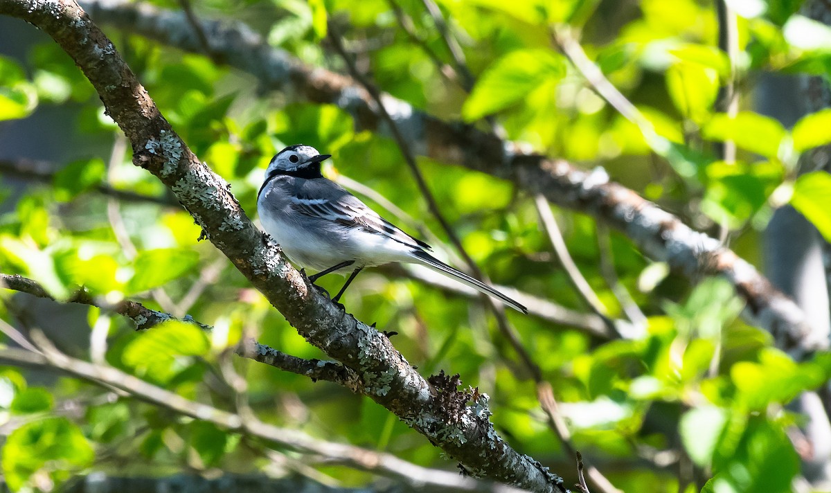 White Wagtail (White-faced) - Eric Francois Roualet