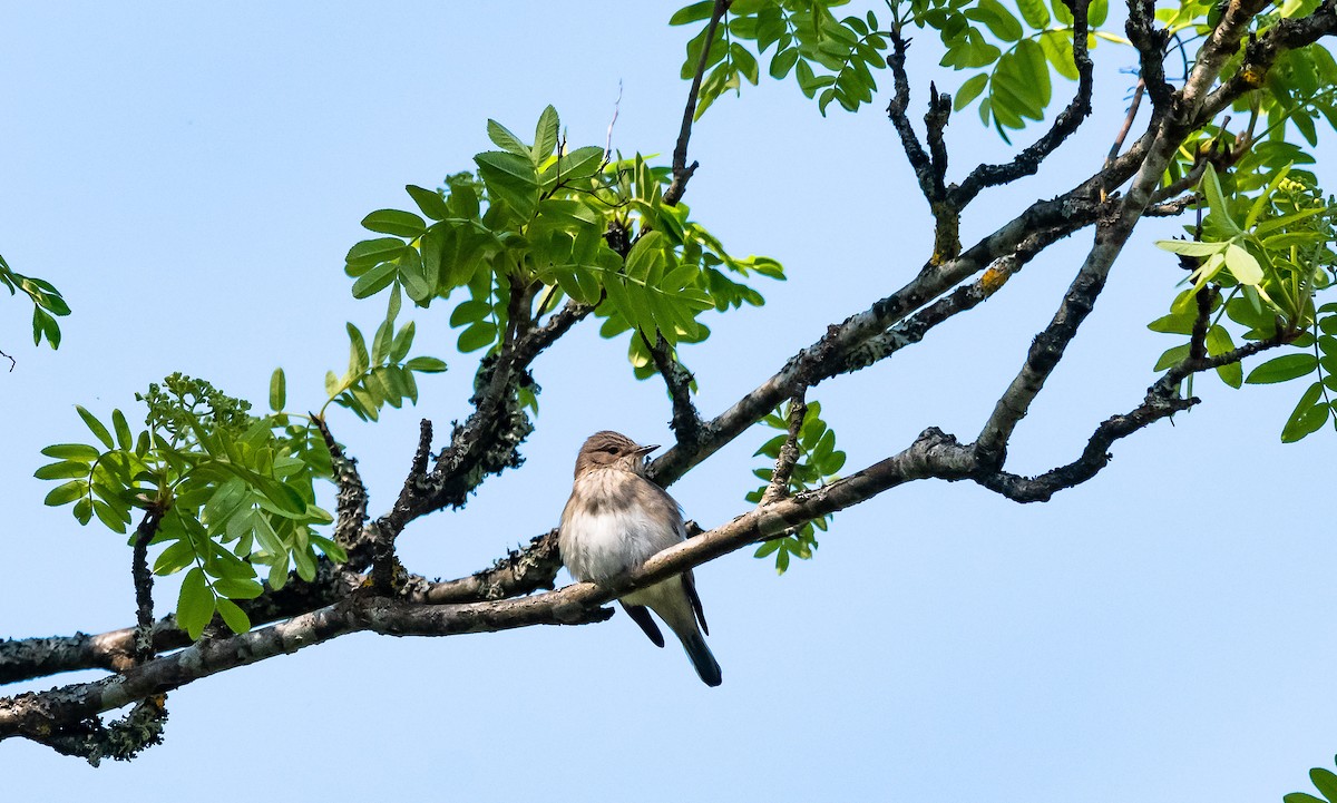 Spotted Flycatcher (Spotted) - Eric Francois Roualet