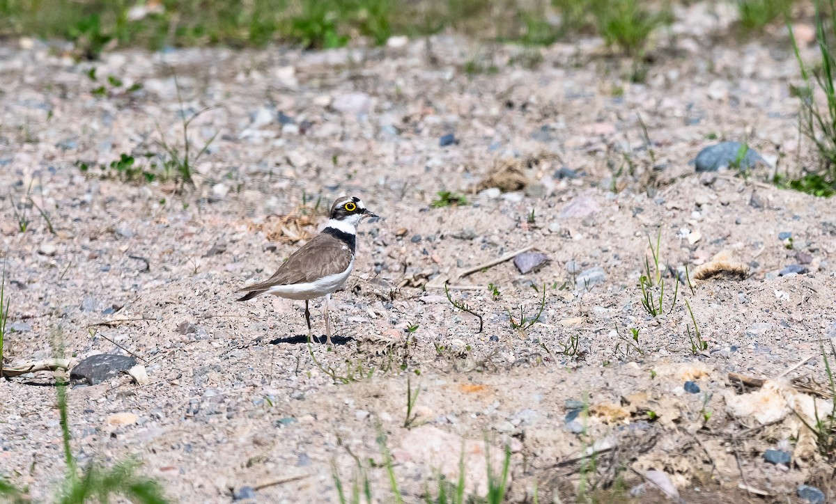 Little Ringed Plover (curonicus) - Eric Francois Roualet