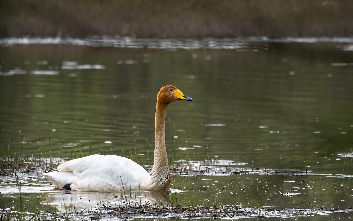 Whooper Swan - Eric Francois Roualet