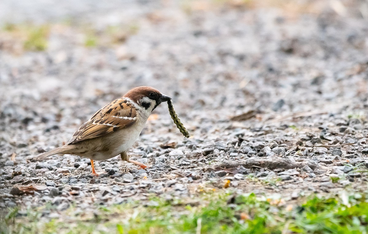 Eurasian Tree Sparrow - Eric Francois Roualet