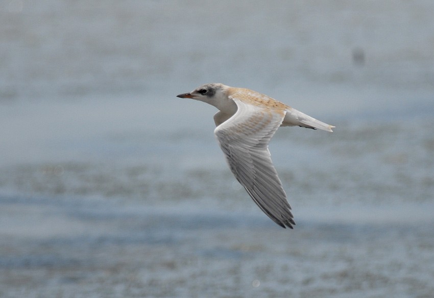 Gull-billed Tern - Roger Ahlman