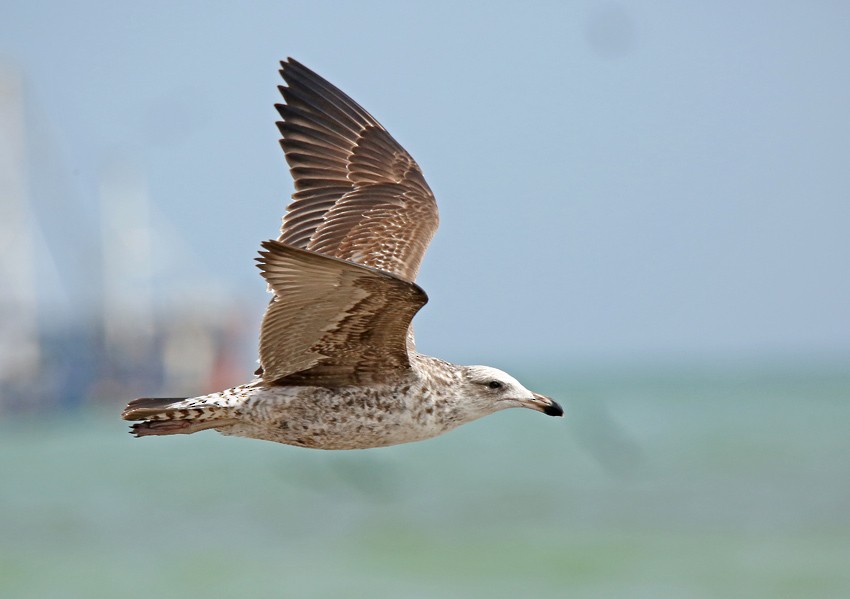 Kelp Gull (dominicanus) - Roger Ahlman