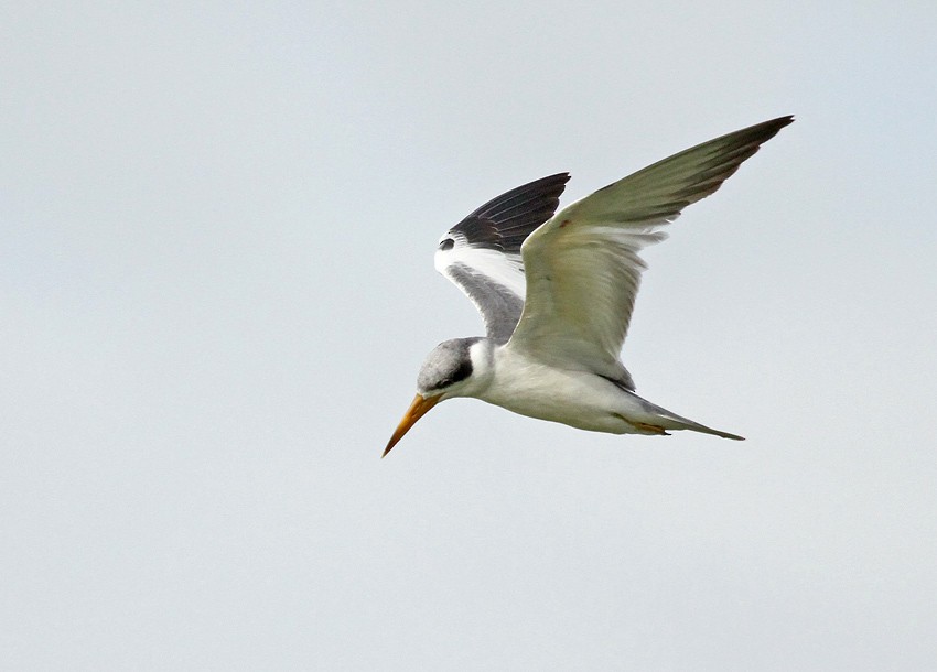 Large-billed Tern - Roger Ahlman