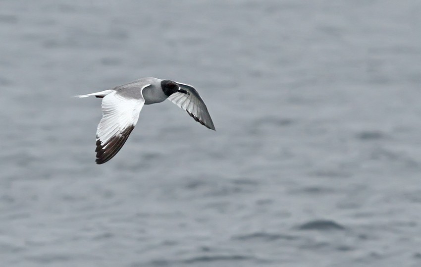 Swallow-tailed Gull - Roger Ahlman
