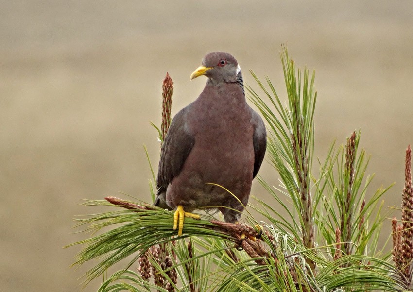 Band-tailed Pigeon (White-necked) - Roger Ahlman