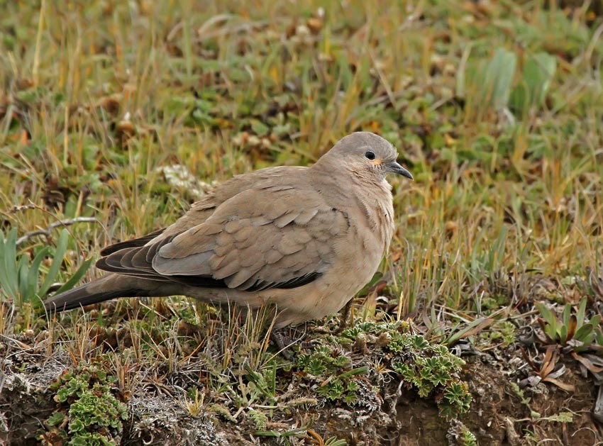 Black-winged Ground Dove - ML205008251