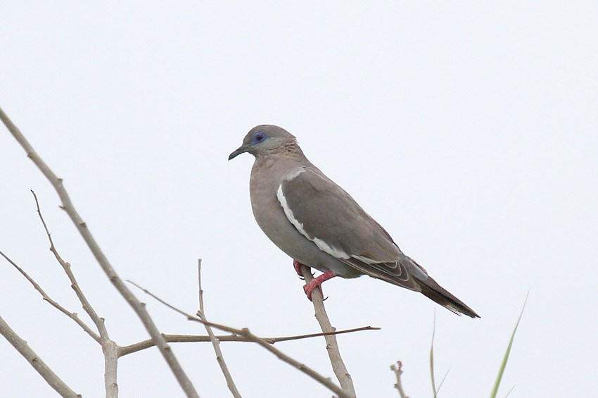 West Peruvian Dove - Roger Ahlman