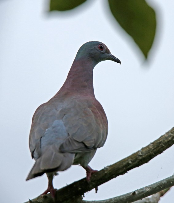 Pale-vented Pigeon - Roger Ahlman