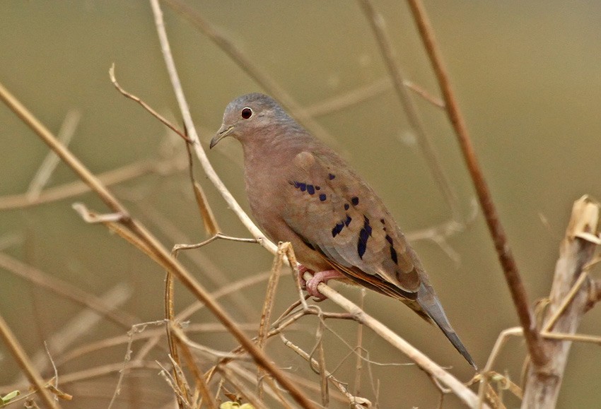 Plain-breasted Ground Dove - Roger Ahlman