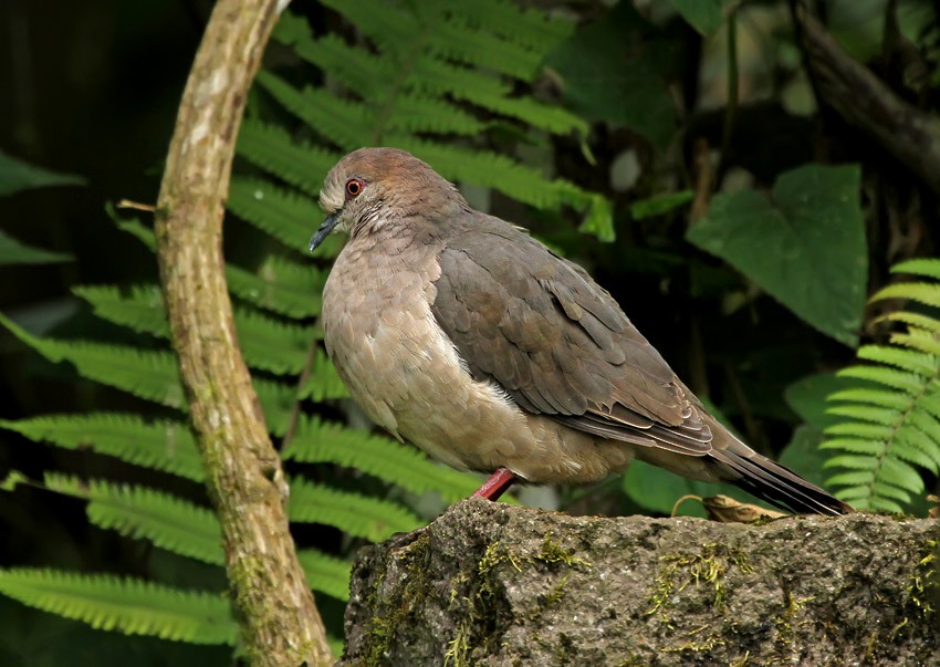 White-tipped Dove (decolor) - Roger Ahlman