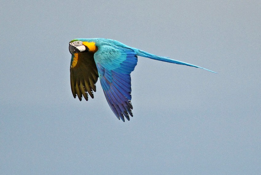 Blue-and-yellow Macaw - Roger Ahlman