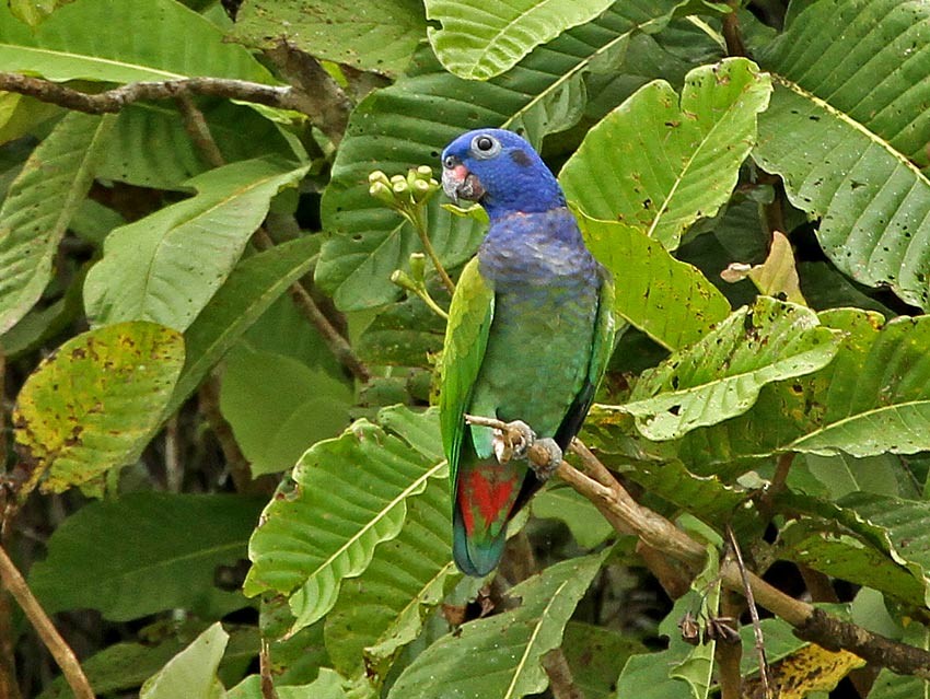 Blue-headed Parrot (Blue-headed) - ML205008501