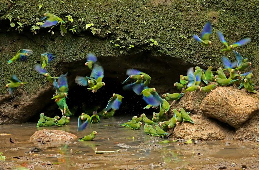 Cobalt-winged Parakeet - Roger Ahlman