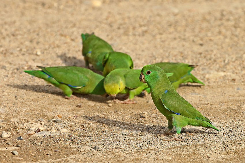 papoušíček tmavozobý (ssp. sclateri) - ML205008551