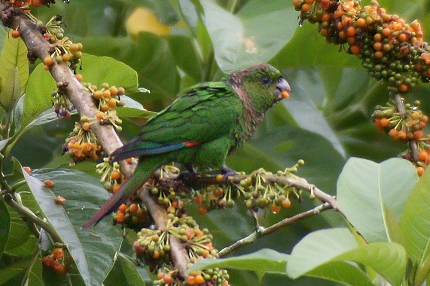 Maroon-tailed Parakeet (Choco) - Roger Ahlman