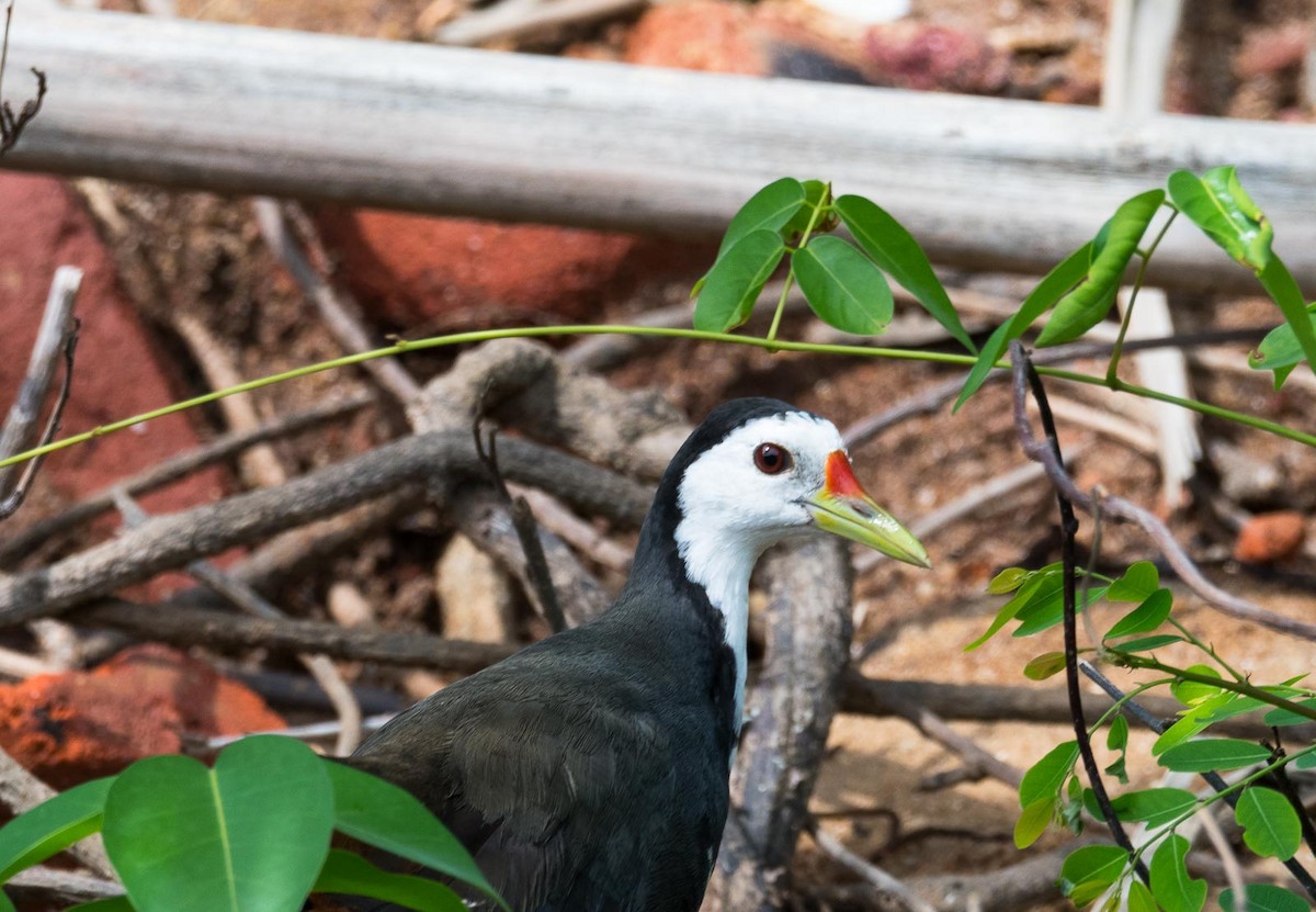 White-breasted Waterhen - Eric Francois Roualet