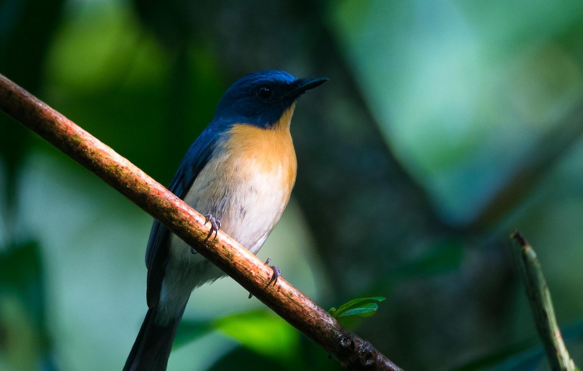 Tickell's Blue Flycatcher - Eric Francois Roualet