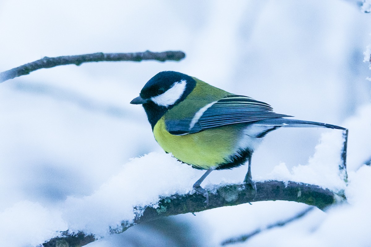 Great Tit (Great) - Eric Francois Roualet