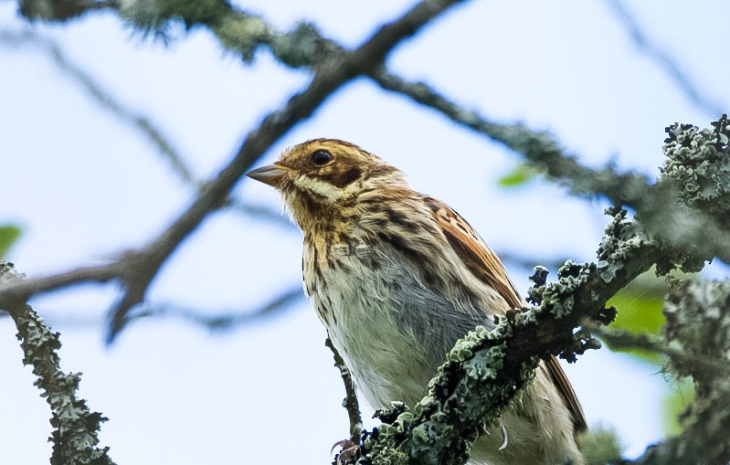 Reed Bunting - Eric Francois Roualet