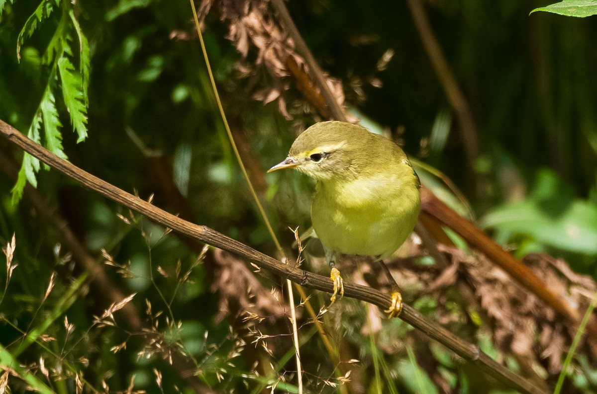 Willow Warbler - Eric Francois Roualet